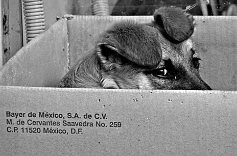 Hogar, dulce Hogar