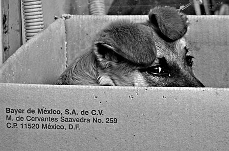 Hogar, dulce Hogar