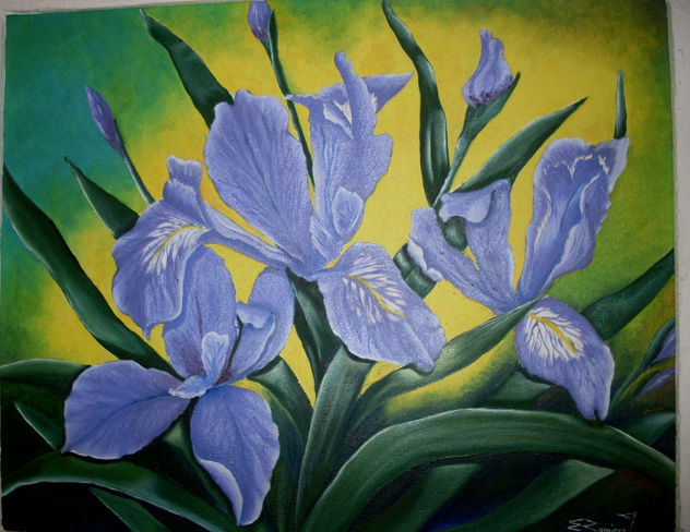 lirio azul