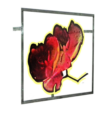 Orquídea xxii