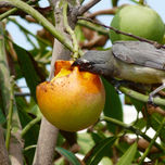 NATURALEZA thumbnail 1