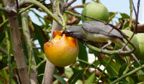 La Merienda