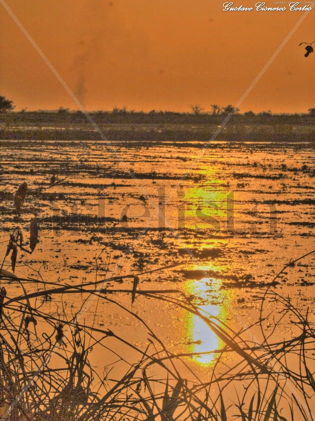 Atardecer LLanero sobre sembradio de arrozales
