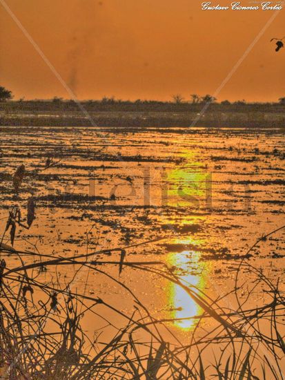 Atardecer LLanero sobre sembradio de arrozales 