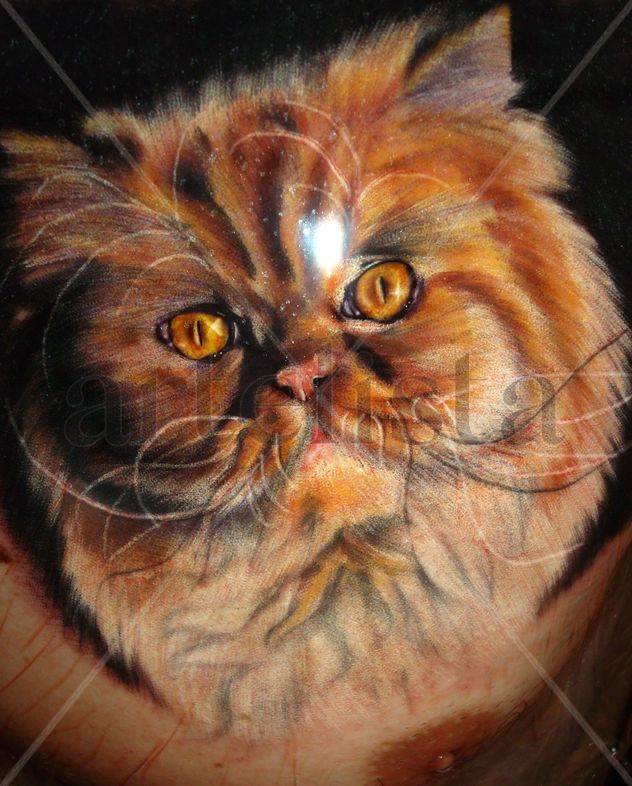 gato
