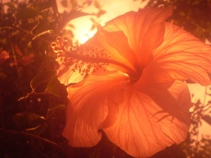 Corazon Transparente