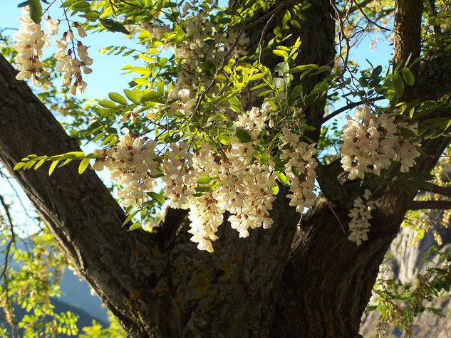 Acacia 