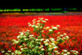 Colores 1