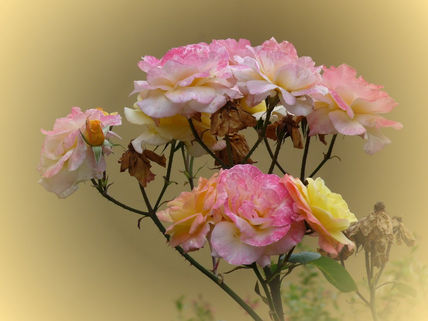 Rosedal