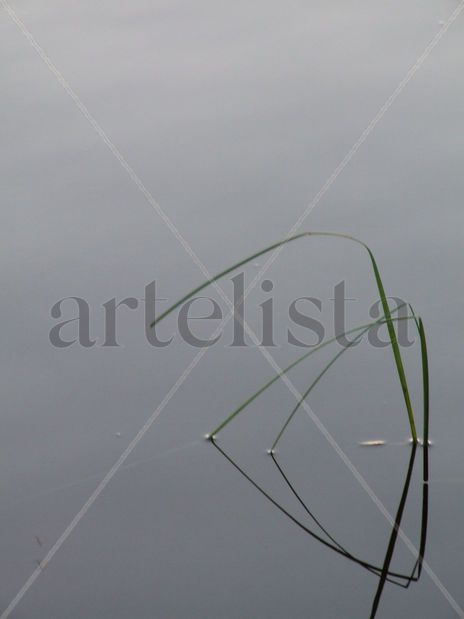 Reflejo