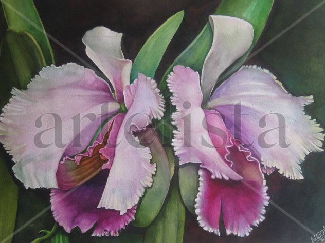 Orquidea Colombiana