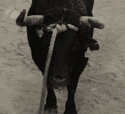 "Toro en Cuerda"