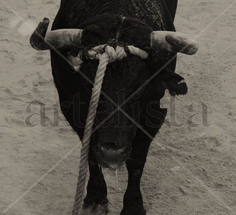 "Toro en Cuerda"