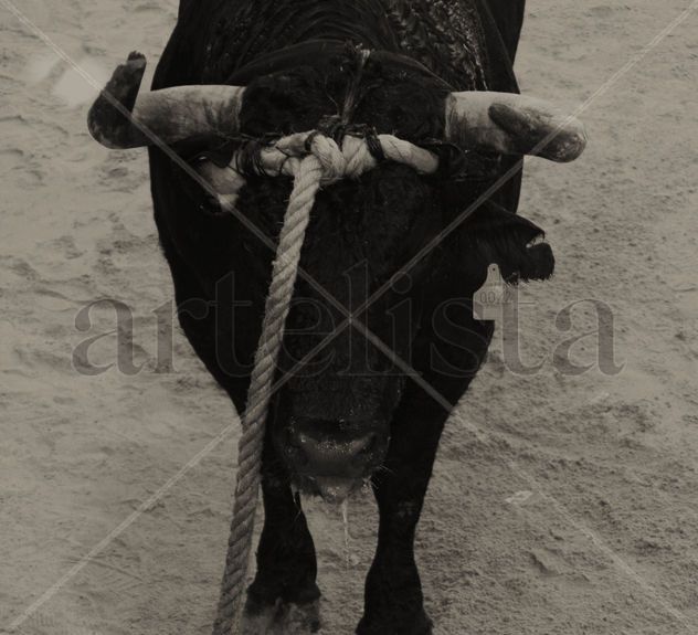 "Toro en Cuerda"