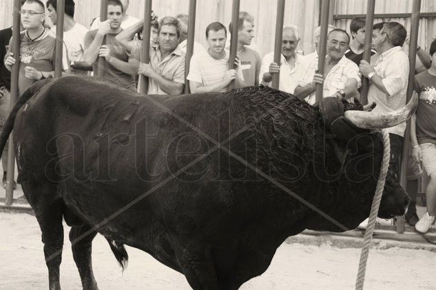 "Toro en Cuerda" Travel Black and White (Digital)