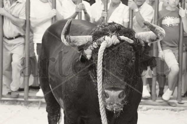 "Toro en Cuerda" Travel Black and White (Digital)