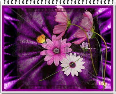 EL VIOLETA, MI COLOR
