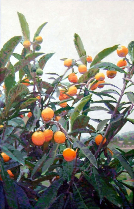 Nisperero
