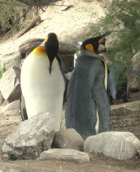 pareja de pinguinos Nature Color (Digital)