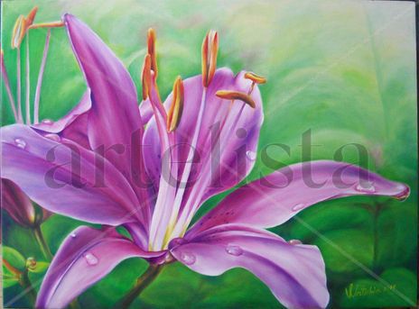Lilium