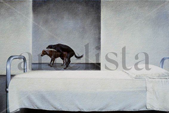 Perro cusco Oil Canvas Animals