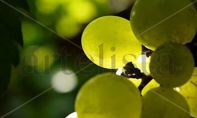 Plantas y Flores