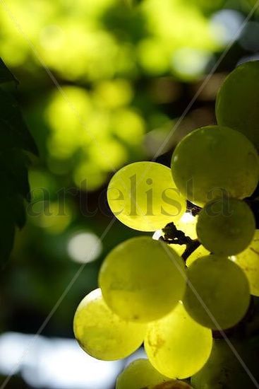 Chardonnay 