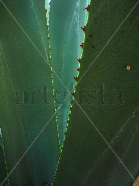 Cicatrces