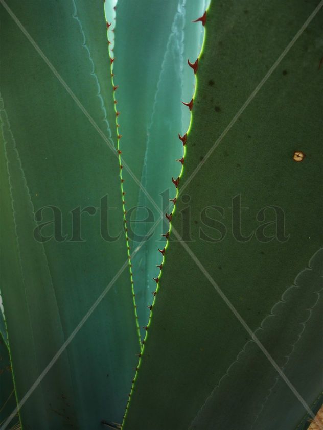 cicatrces