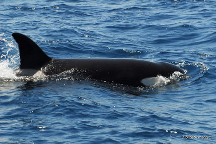 Orcas Primer...