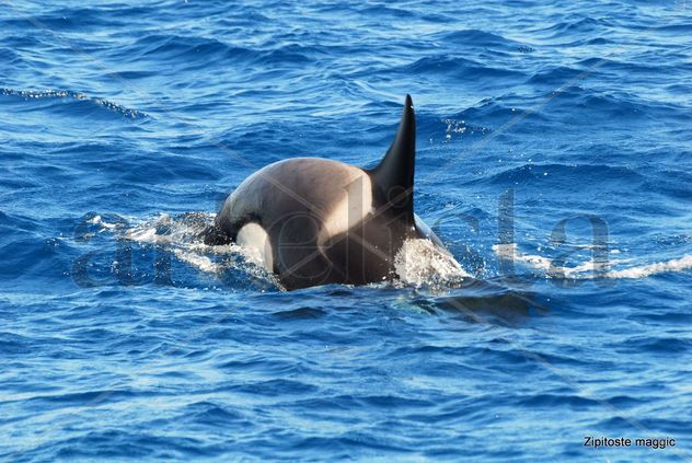Primer Avistamieto Tarifa..Orcas DOSMILDIEZ...