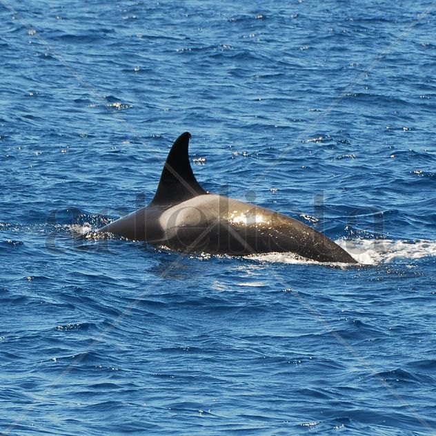 Primer Avistamiento Orcas Tarfia DOSMILDIEZ