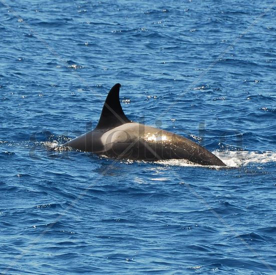 Primer Avistamiento Orcas Tarfia DOSMILDIEZ 