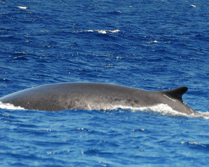 Ballena Estrecho...