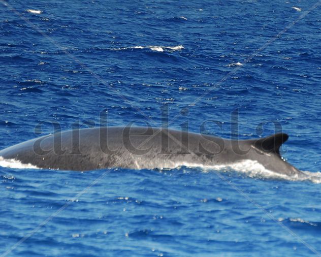 Ballena Estrecho Tarifa... Primer Avistamiento... DOSMILDIEZ,