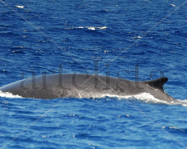 Ballena Estrecho Tarifa... Primer Avistamiento... DOSMILDIEZ, 