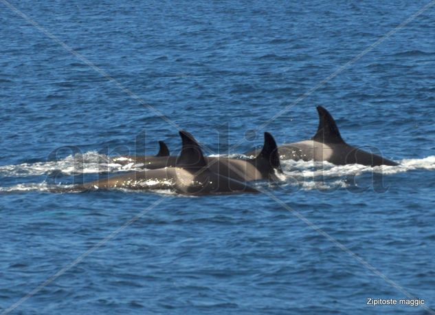 Avistamiento Tarifa Orcas DOSMILDIEZ, Primer Avistamiento... 