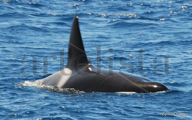 Primer Avistamento Orcas Tarifa dosmil diez 