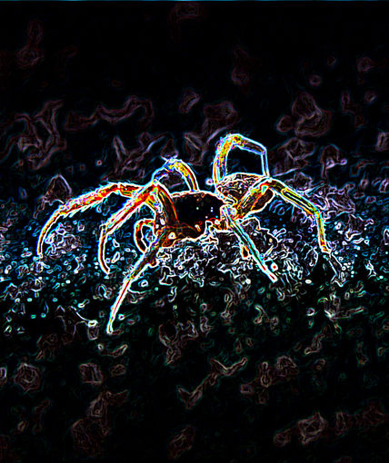 Spiders