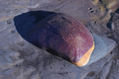 Roca viva_16