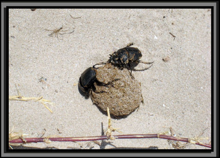 Juegos en la arena