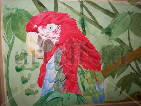 Guacamaya (Ara macao)