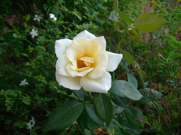 rosa