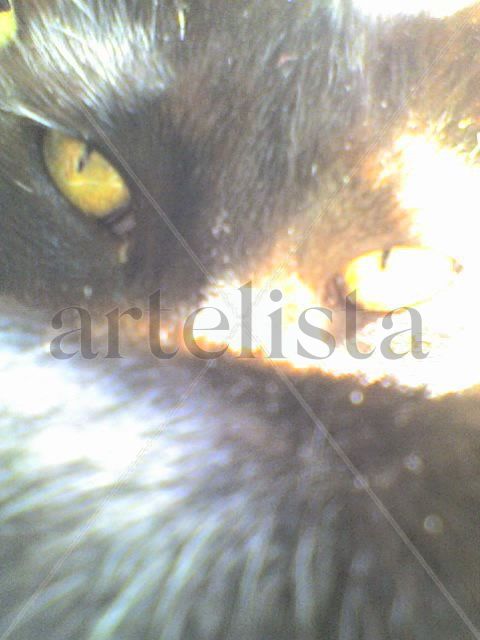 mirada gatuna