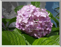 Hortensia