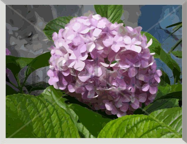 HORTENSIA 