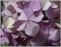 Hortensia 2