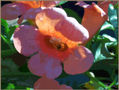 FLOR GRANDE