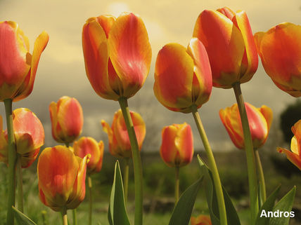 Tulipanes en Noceda
