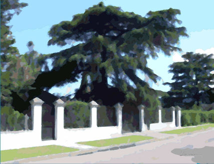 El arbol